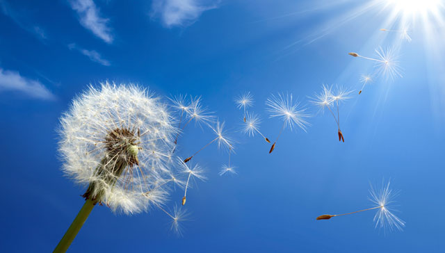 Dandelion blowing in the wind